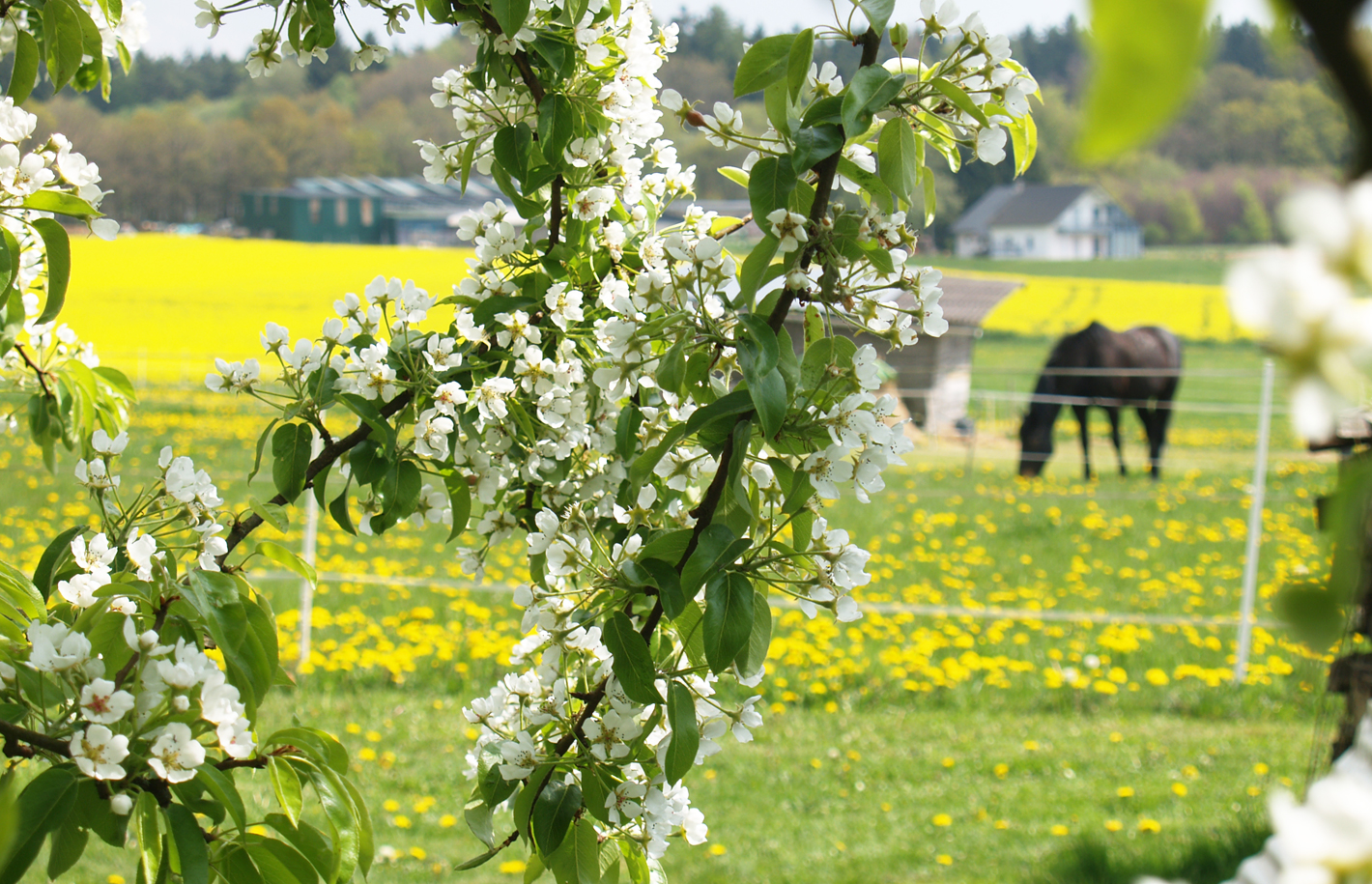 Impression aus Bärenbach