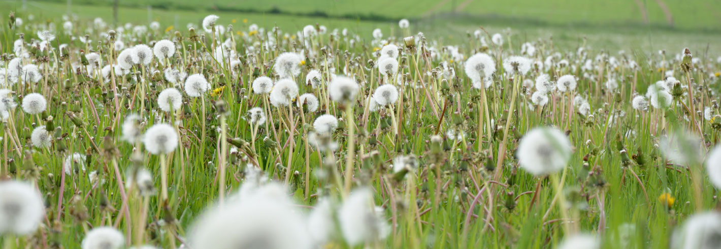 Saar-Hunsrück-Steig